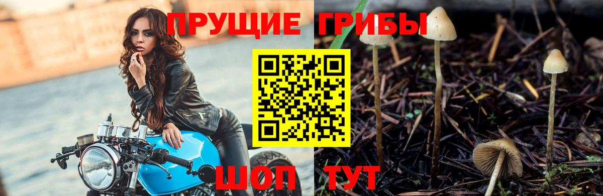 Мариинск  Галлюциногенные грибы прущие грибы  Вход с VPN 